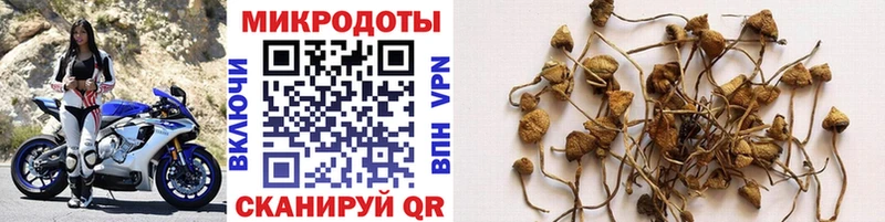 Галлюциногенные грибы Psilocybe  Купить закладки  Тутаев 